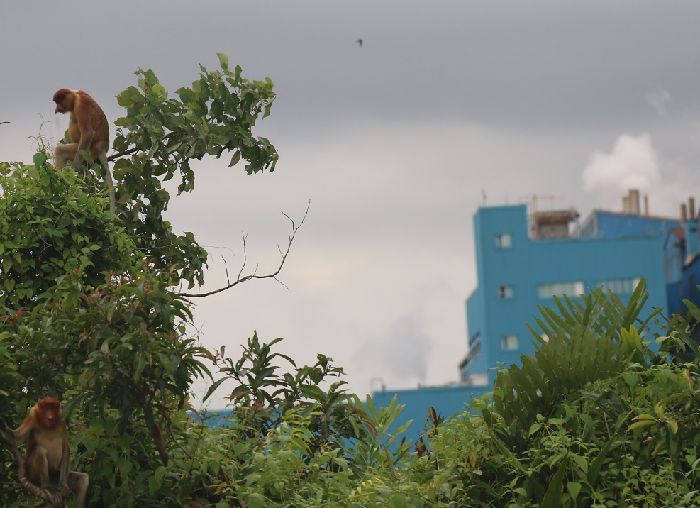 PLTU Asam Asam Won Biodiversity Award