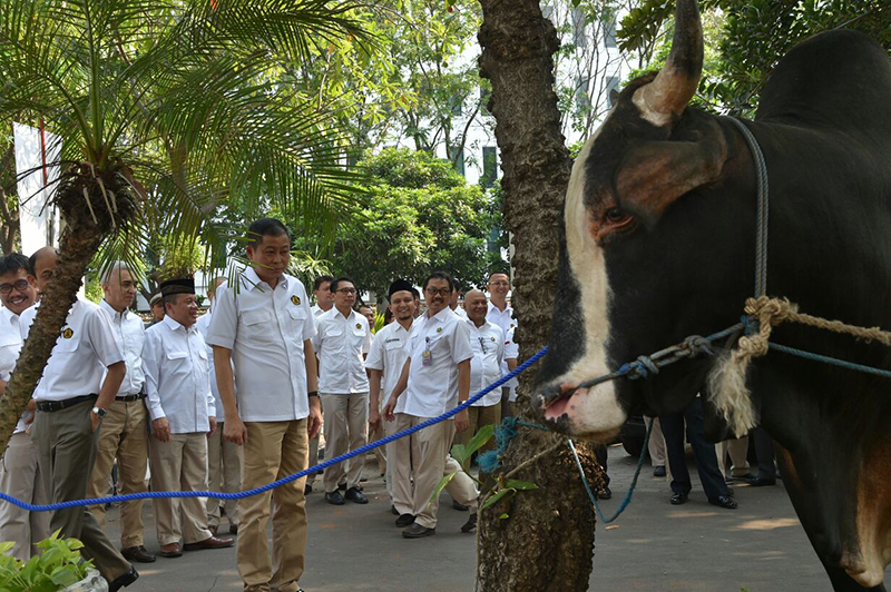 Idul Adha 1438H, Menteri ESDM Serahkan Hewan Qurban