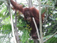 Perusahaan Tambang Berikan Rumah Baru Bagi Orangutan di Lahan Reklamasi