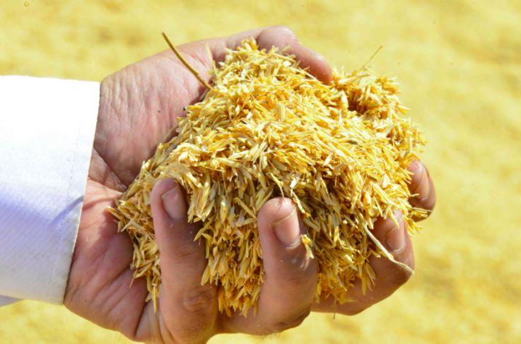 Terus Didorong, Ini Hasil Uji Coba Co-firing di PLTU Ropa dan PLTU Bolok